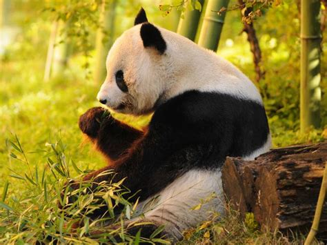 are pandas only in china